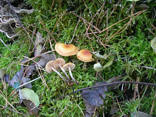 Galerina marginata (Batsch) K�hner